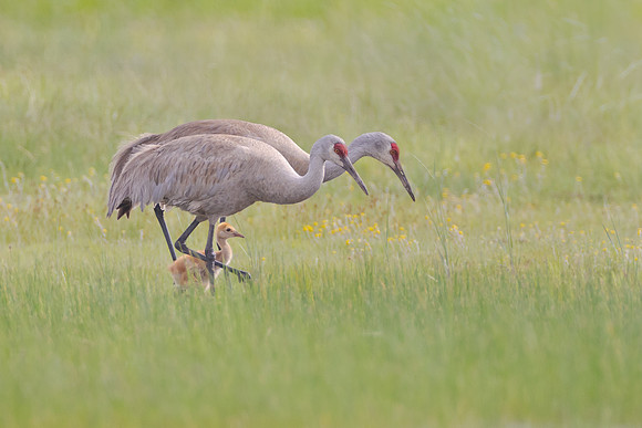 Sandhill Cranes, with colt