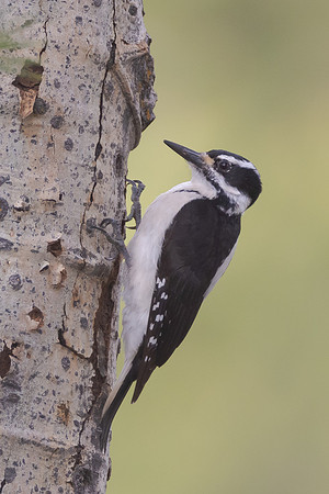 Hairy Woodpecker