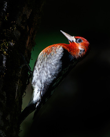 Red-breasted Sapsucker