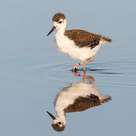 Black-necked Stilt, juvenile