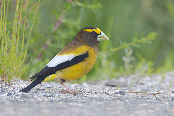 Evening Grosbeak