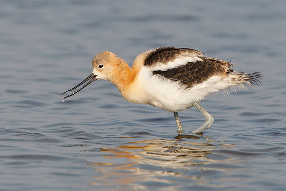 American Avocet, juvenile feeding
