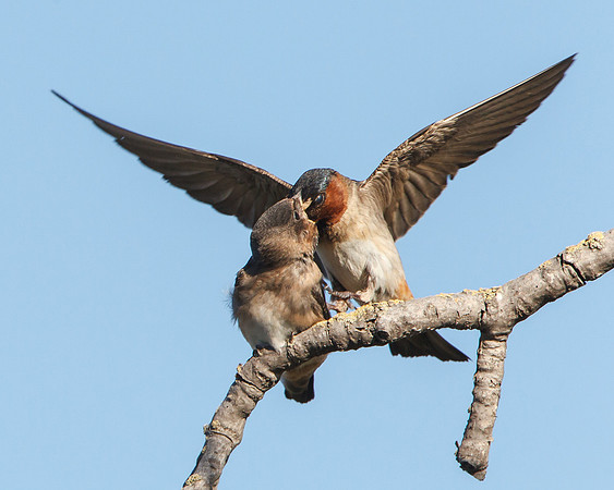 Cliff Swallows, adult feeding juvenile