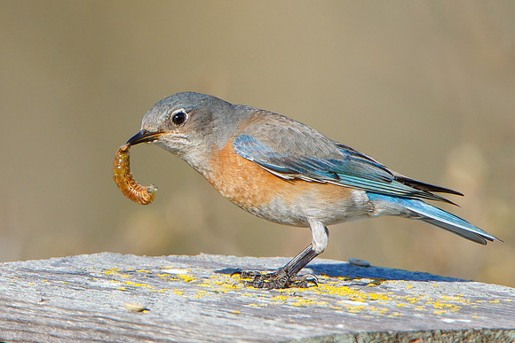 Western Bluebird, with meal