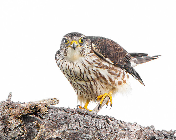 Merlin