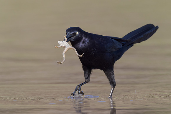 Great-tailed Grackle, with frog