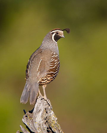 California Quail