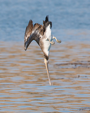 Brown Pelican, juvenile diving