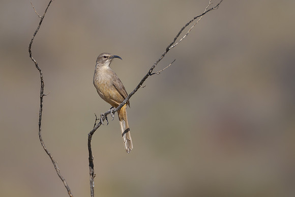 California Thrasher
