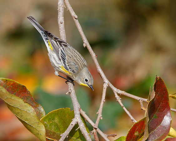 Yellow-rumped Warbler