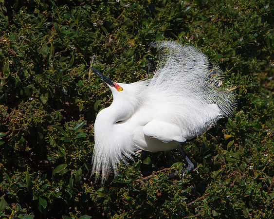 Snowy Egret, courtship display