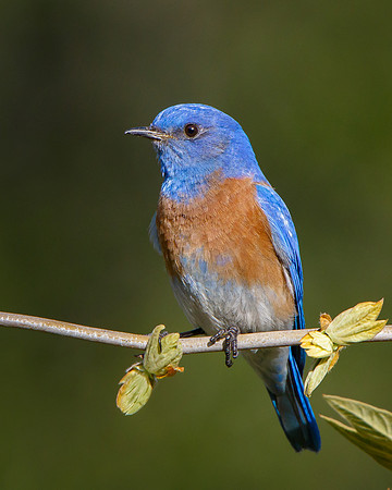 Western Bluebird