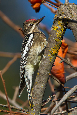 Yellow-bellied Sapsucker