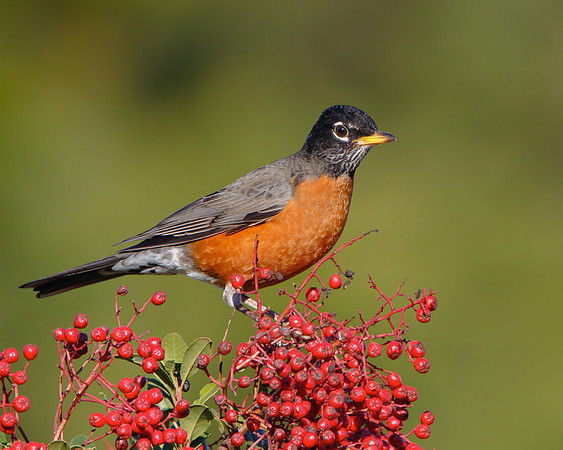 American Robin