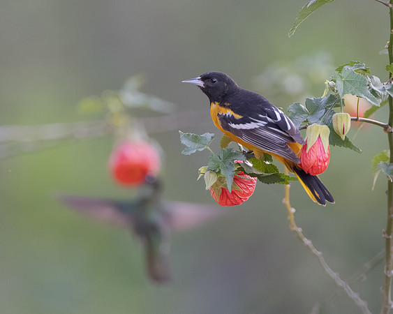 Baltimore Oriole