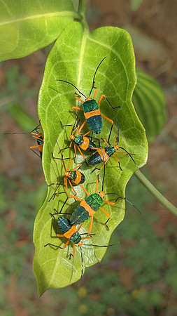 Insects