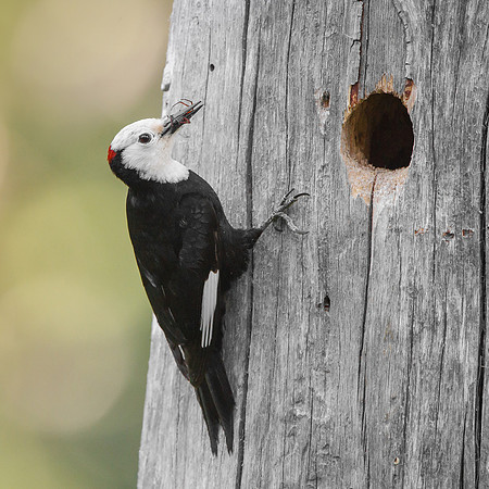 White-headed Woodpecker, delivering spider to nest