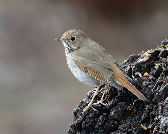 Hermit Thrush