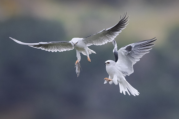 White-tailed Kite, food exchange
