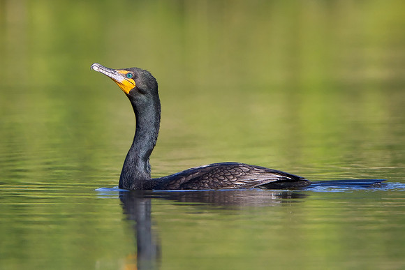Double-crested Cormorant