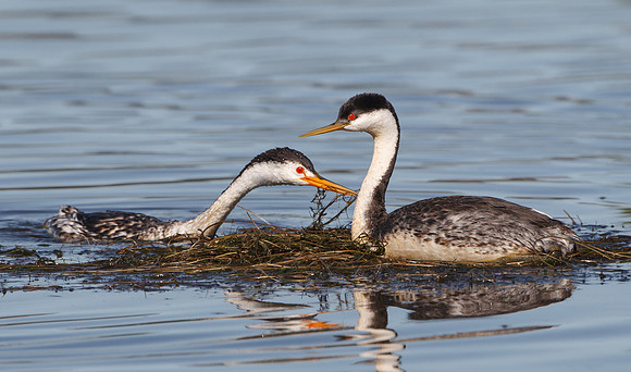 Clark's Grebe and Western Grebe, tending nest