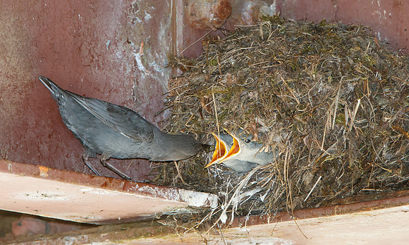 American Dipper, adult feeding chicks at nest