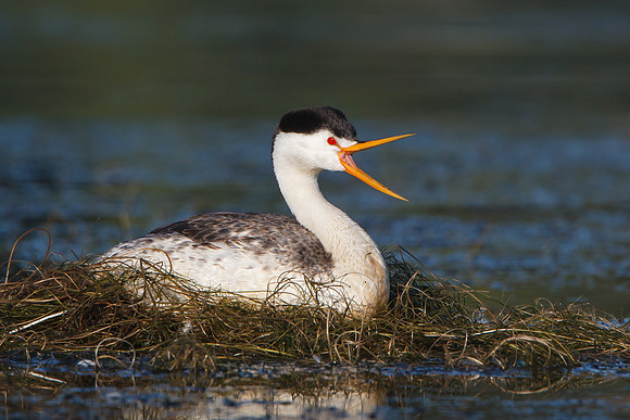 Clark's Grebe, on nest