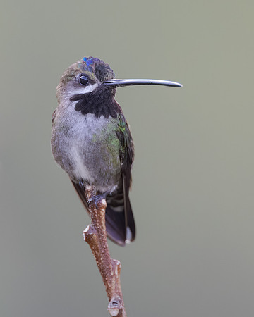 Long-billed Startthroat