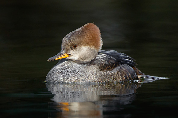 Hooded Merganser, female