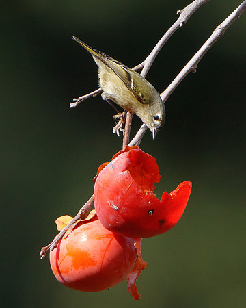 Ruby-crowned Kinglet, feeding on persimmons