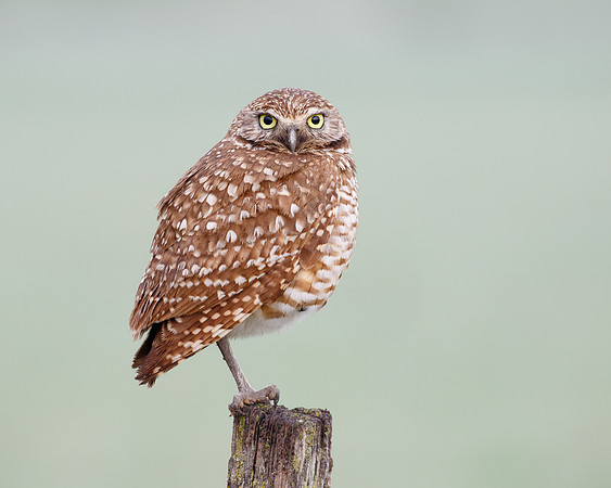 Burrowing Owl
