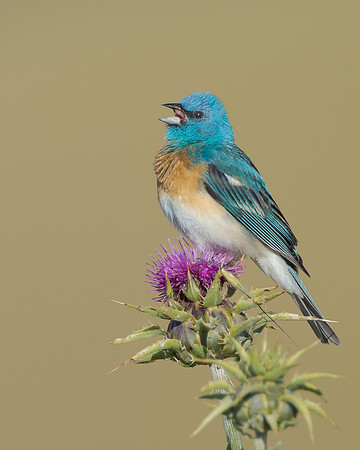 Lazuli Bunting