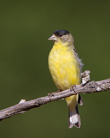 Lesser Goldfinch, male