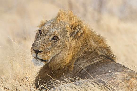 Lion, male