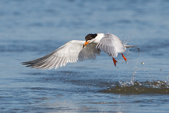Forester's Tern, emerging from water with meal
