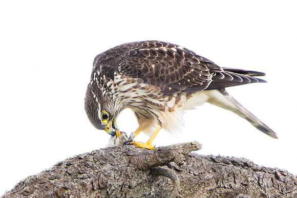 Merlin, feeding on sparrow