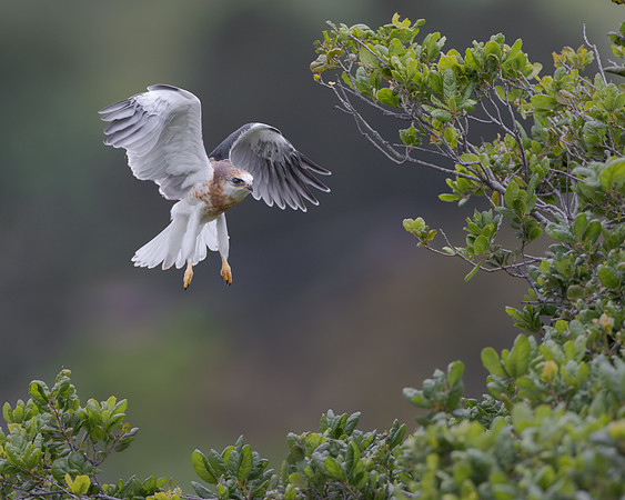 White-tailed Kite, fledgling