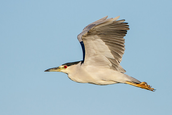 Black-crowned Night Heron in flight