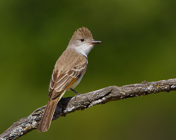 Ash-throated Flycatcher