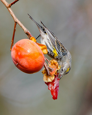 Yellow-rumped Warbler, feeding on persimmon