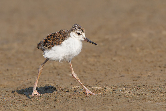 Black-necked Stilt, juvenile