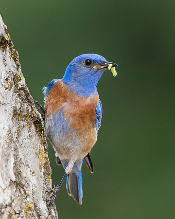 Western Bluebird with food