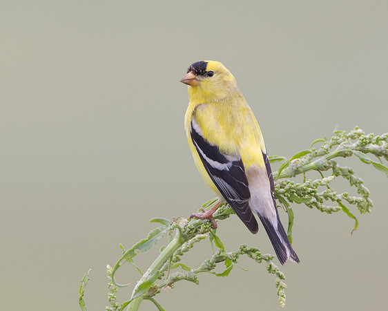 American Goldfinch