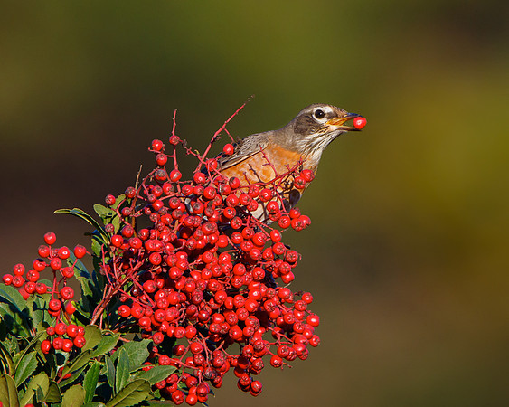 American Robin, feeding on toyon berry