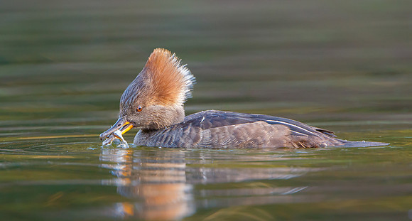 Hooded Merganser, female with fish