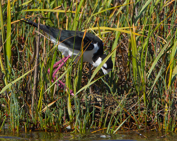 Black-necked Stilt, tending eggs at nest