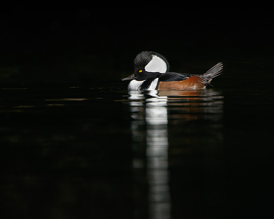 Hooded Merganser, male