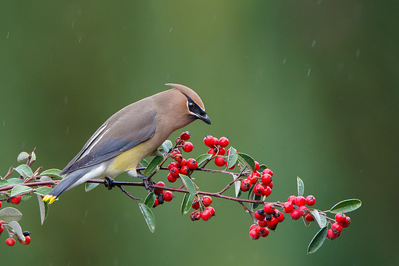 Cedar Waxwing