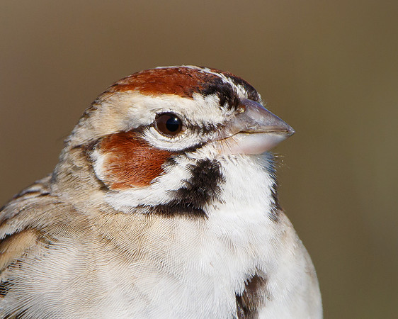 Lark Sparrow, close-up, head shot