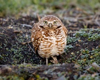 Burrowing Owl